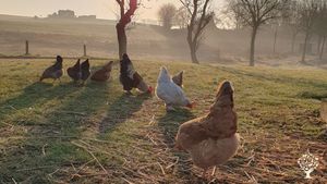 Small farm with many dreams