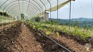 One of our pollytunnels 