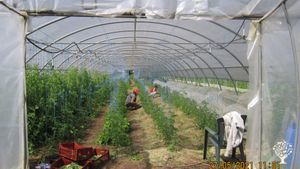 Ferme en Maraîchage Biologique sur Sols Vivants