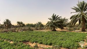 Association agricole de cultures biologiques pour la mise valeur de l’oasis de Maaden.