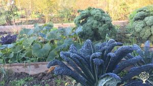 Organis vegetable garden en orchard in   in Flevoland