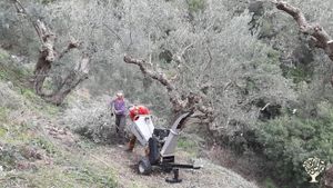 Bioolivenhain in der Nähe des Taygetos