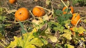 We are an agrotoursim farm in Southern Albania