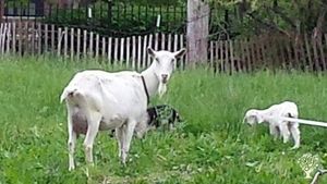 A rare farm in the city of Chicago, GlennArt Farm provides experiences with goats, sustainability
