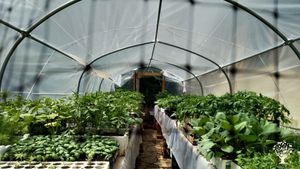 Mediterranean Market Garden