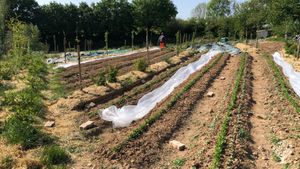 Jardin-maraîcher biologique.