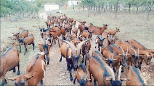 Our goat and sheep farm is located in the village of Kruševica, in southern Serbia.