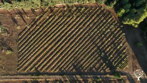 Azienda agricola che pratica l'agricoltura sintropica, situata  nel centro abitato di Depressa