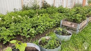 Part of the vegetable gardens