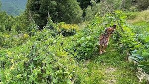 Mountain village homestead