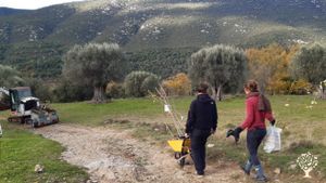 Obras de plantacion colectiva