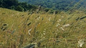 Grani antichi varietà perciasacchi