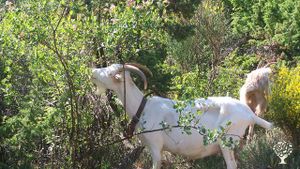 Ferme biologique certifiée Nature et Progrès