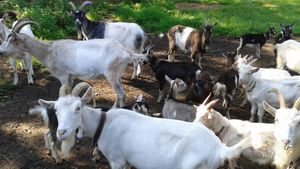 Organic goat farm in the historical region of Zemgale, Latvia