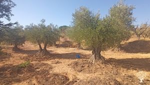 Olivos centenarios, en este caso. Implementados con materia orgánica de champiñón.