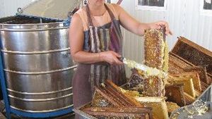 Ferme apicole biologique et maison panneaux solaire thermique et photovoltaique , piscine , potager.