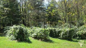 18 acres of woods, marsh and fields growing berries and vegetables
