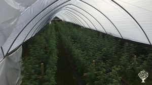 Family farm
