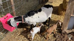 Our latest (and cutest) additions!