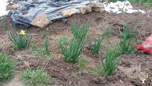 Alternative way of living in the countryside