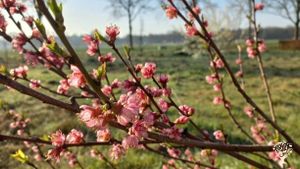 Wij leven als gezin van 5 op een woonboerderij.
