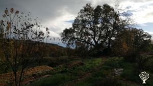 En La Caraba es un proyecto de Bosque de Alimentos basado en la permacultura.
