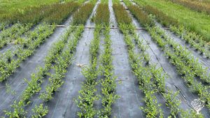 Coppiced Agroforestry for production of basketry, ornamental and living willow projects.