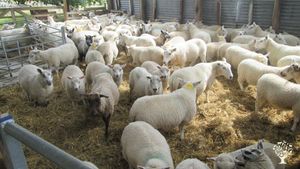 Small farm in the Highlands of Scotland.