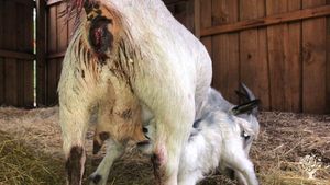 Hard manual labor camp