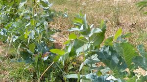 Regenerative agroforestry farm following syntropic principles