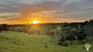 Organic farm with animals, we have goats, sheep and cows