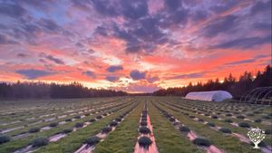 Seaside Lavender and Cut Flower Farm