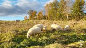 Family home and garden - rural, Livestock Farm, Orchard, Mixed Farm, Farm, Family farm