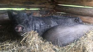 Carpenter & researcher couple with a self-sufficient farm, animals, garden, forest & cozy guest stay