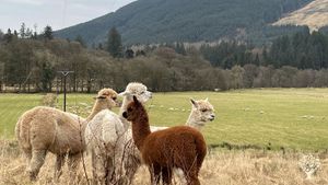 Our four alpacas! 