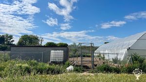 Finca de producción de hortalizas y verduras ecológicas para venta directa en mercados, cestas...