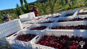 Somos productores de Cerezas y Frutillas orgánicas, Crianza de Corderos y Bosque Nativo.