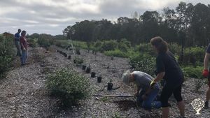 Replacing Tea Plants