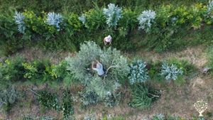 Syntropic Agroforestry and sustainable landscaping for a Holiday Village and its Restaurant