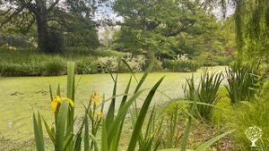 A. NATURAL ALIGNMENT CHOLOS