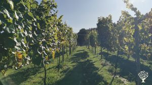 Ecological vineyard