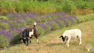 Small family-owned lavender farm focusing on creating a positive farm experience