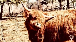 Organic mixed farm in Alberta