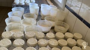 Exploitation caprine, production de fromages et yaourts de chèvre bio