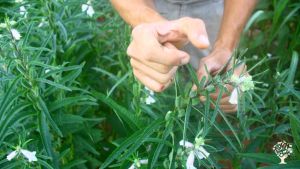 Casa familiare e giardino - rurale, Piccola fattoria, Vigneto, Azienda agricola, Produzione ortaggi