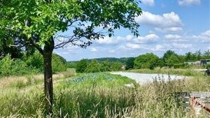 Fruit, veg, chickens and the market