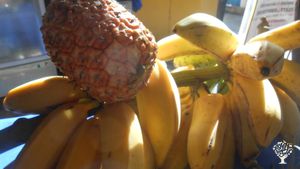 Agritourism Destination, Eco Lodge/Wilderness Adventures, Eco Retreat