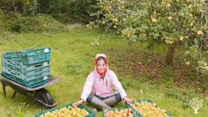 Family smallholding making Touchwood Cider
