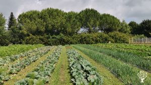 Az. agricola biologica ortaggi, pesche, cereali vicino al mare