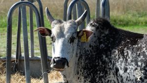 Tier-Mensch-Begegnungshof, Lebenshof für ehemalige Nutztiere und Artenvielfalt